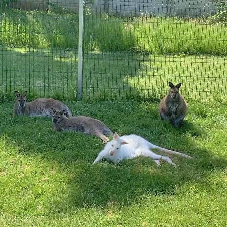 Oda ve Kahvaltı Le Aux Cerfs 3*