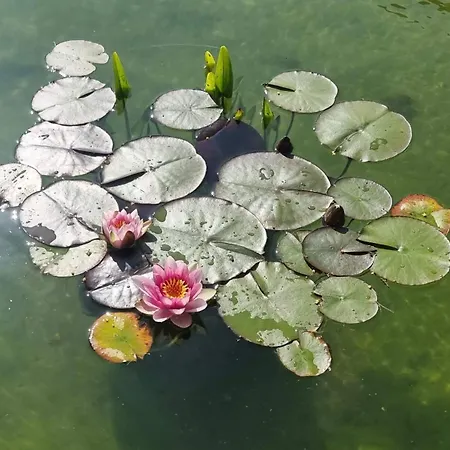 Le Aux Cerfs Couette-café