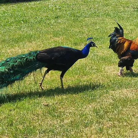 Le Aux Cerfs Oda ve Kahvaltı Bois-Jerome-Saint-Ouen