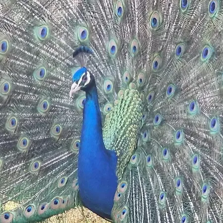 Le Aux Cerfs Bois-Jerome-Saint-Ouen