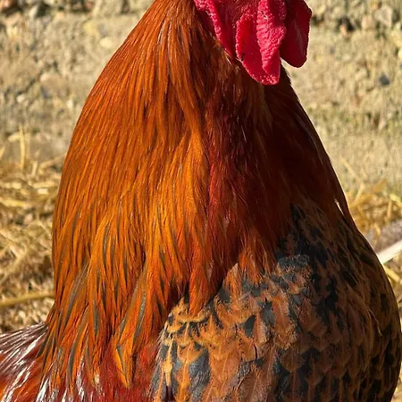 Couette-café Le Aux Cerfs Bois-Jerome-Saint-Ouen